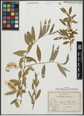 Foto von Salix alba subsp. micans (Andersson) Rech. f.